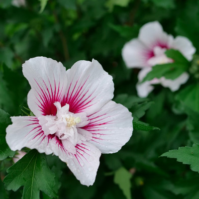 Rose of Sharon
