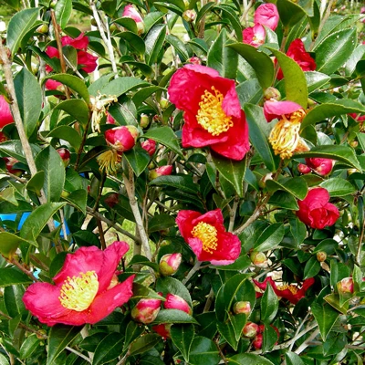 Yuletide Camellia Flowering