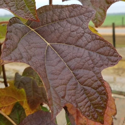 Fall Interest Shrubs