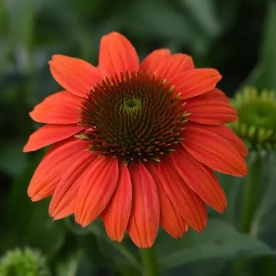 Sombrero Poco Hot Coral Coneflower flower closeup
