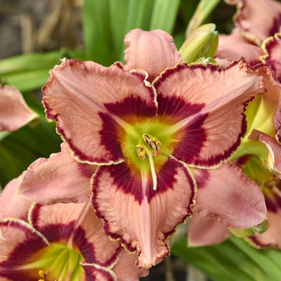 Rainbow Rhythm Fearfully and Wonderfully Made Daylily flower closeup