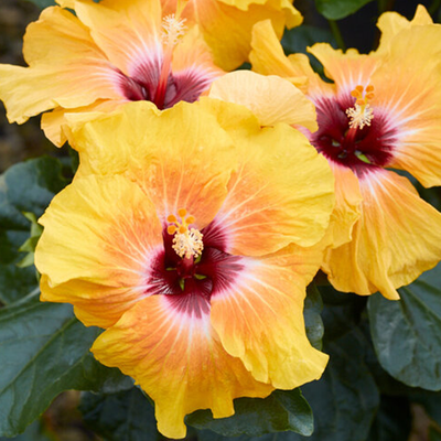 Tropical Hibiscus For Sale | Plant Addicts