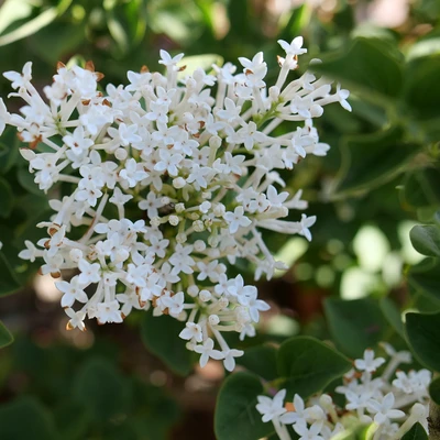White flowers on Bloomerang Showmound lilac