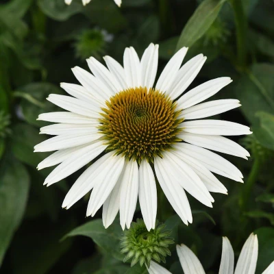 Sombrero Poco White Coneflower flower closeup
