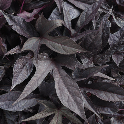 Black Plants | Plant Addicts