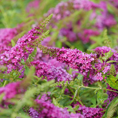 Buddleia Lo Behold Ruby Chip