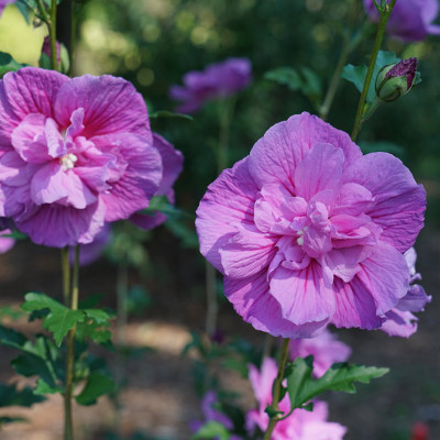 Dark Lavender Chiffon Rose of Sharon deep lavender flower