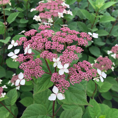 Invincibelle Lace Hydrangea lacecap flowers