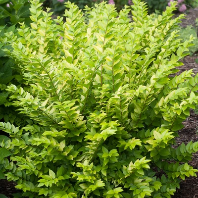 prostrate plant Prostrate Myoporum