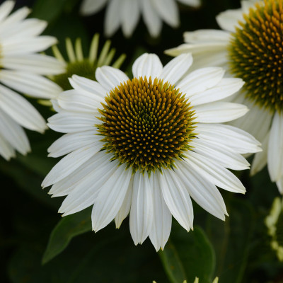 Sombrero Blanco Coneflower flower closeup