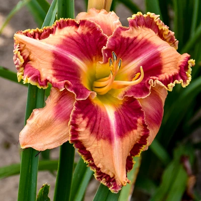 Rainbow Rhythm Lake of Fire Daylily flower closeup