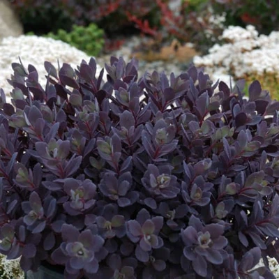 SunSparkler Plum Dazzled Sedum deep plum foliage