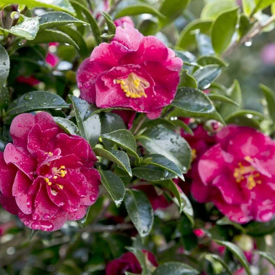 October Magic Ruby Camellia red flowers