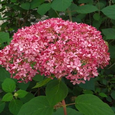 Invincibelle Spirit Hydrangea pink flowers