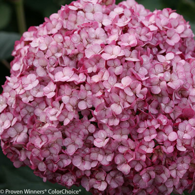 Invincibelle Mini Mauvette Hydrangea mauve purple flowers