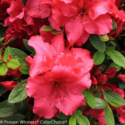 Bloom-A-Thon Red Azalea flower closeup