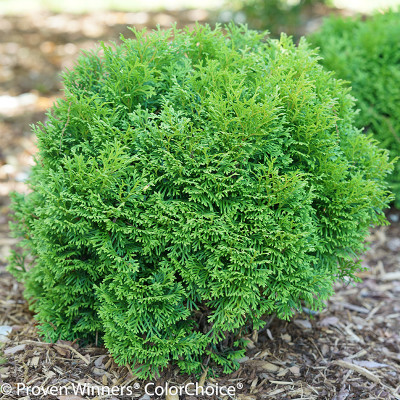 Arborvitae | Thuja | Plant Addicts