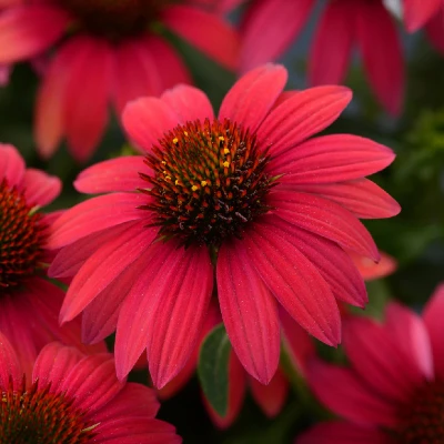 Sombrero Baja Burgundy Coneflower flower closeup