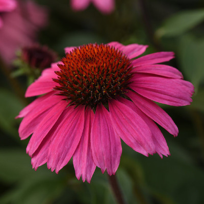 Sombrero Rosada Coneflower flower closeup