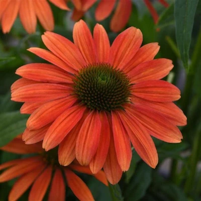 Sombrero Tango Tangerine Coneflower flower closeup