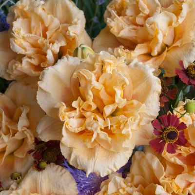 Rainbow Rhythm Siloam Peony Display Daylily flower closeup