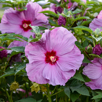 Summerific Lilac Crush Hibiscus lavender flowers