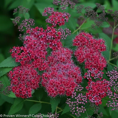 Deep red-pink flowers on Double Play Red spirea