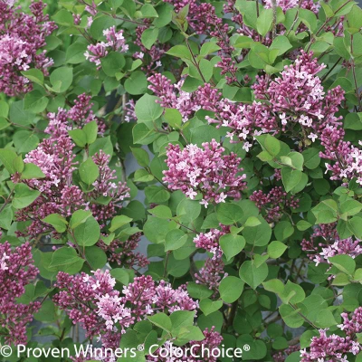 Purple flowers and foliage on Bloomerang Dwarf Purple lilac