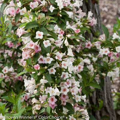White and pink flowers on Sonic Bloom Pearl Weigela