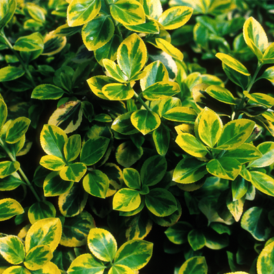 Manhattan Euonymous Stems with Foliage