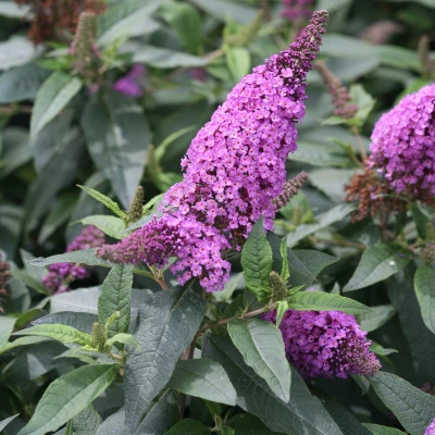Periwinkle purple flowers on Pugster Periwinkle Butterfly Bush