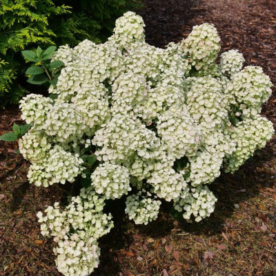 Tiny Quick Fire Hydrangea