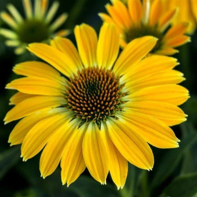 Sombrero Summer Solstice Coneflower flower closeup