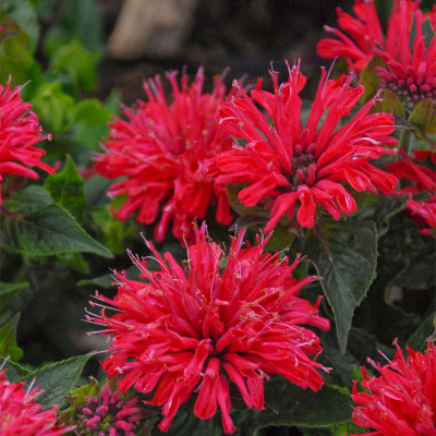 Bee balm flowers for pollinator gardens