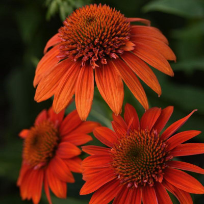 Sombrero Fiesta Orange Coneflower flower closeup