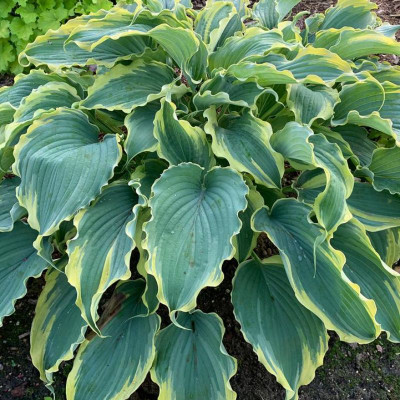 Shadowland Voices in the Wind Hosta