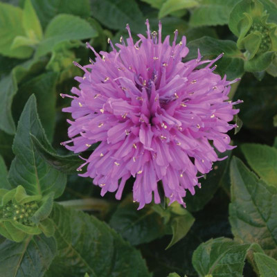 Sugar Buzz Lilac Lollipop Bee Balm flower closeup