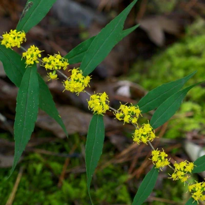 Illinois Native & Nativar Plants | Plant Addicts - Page 3