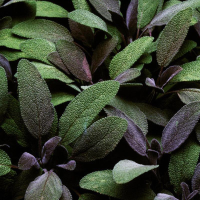flat leaf parsley plants Italian Flat Leaf Parsley