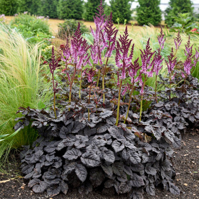 cardo plant Gigante di Romagna Thistle seeds. Buy them online