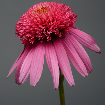 Double Scoop Bubble Gum Coneflower pink double flower