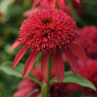 Double Scoop Cranberry Coneflower cranberry-red double flower