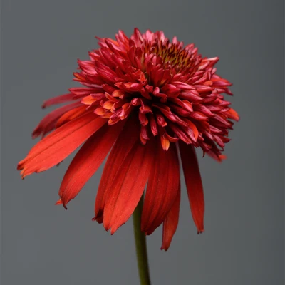 Double Scoop Raspberry Coneflower raspberry-red double flower