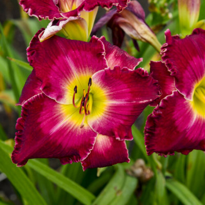 Rainbow Rhythm Blood Sweat and Tears Daylily flower closeup