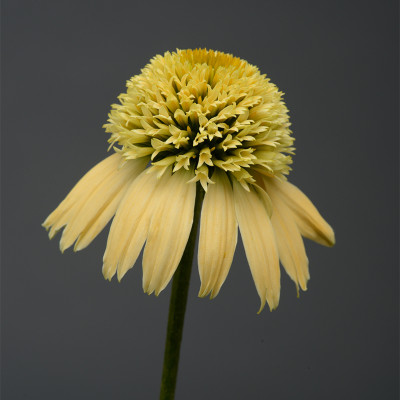 Double Scoop Lemon Cream Coneflower pale yellow double flower
