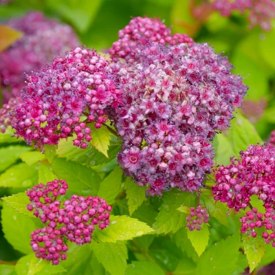 Purple flowers on Double Play Dolly Spirea