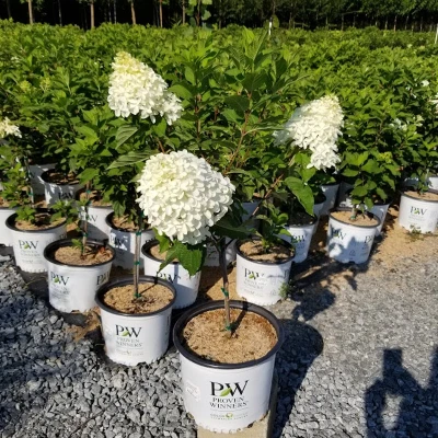 Quick Fire Fab Hydrangea Tree