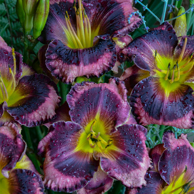 Rainbow Rhythm Storm Shelter Daylily flower closeup