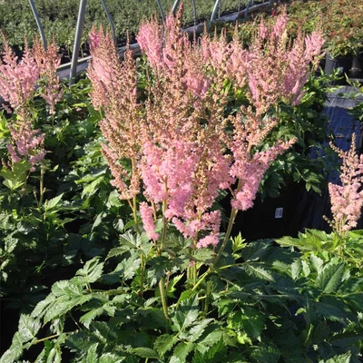 Visions in Pink Astilbe pale pink flower plume