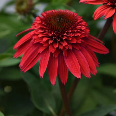 Double Scoop Strawberry Deluxe Coneflower strawberry-red double flower